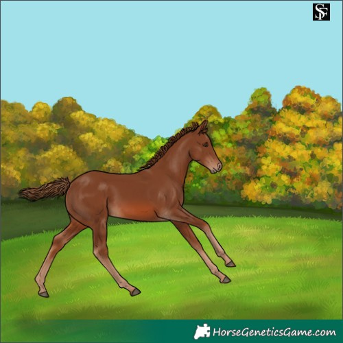 Horse Color:Chestnut Rabicano