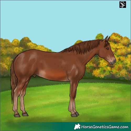 Horse Color:Chestnut Rabicano 