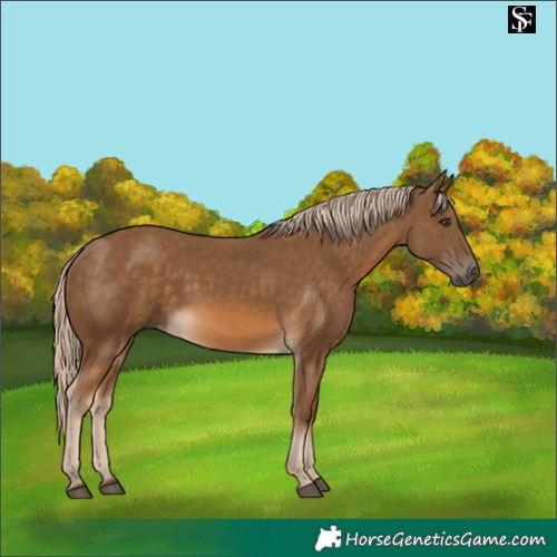 Horse Color:Chocolate Palomino