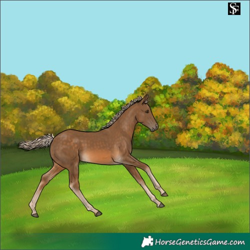 Horse Color:Chocolate Palomino