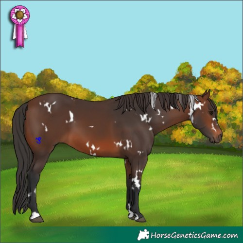 Horse Color:White Spotted Brown 