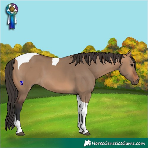 Horse Color:Bay Dun Tobiano
