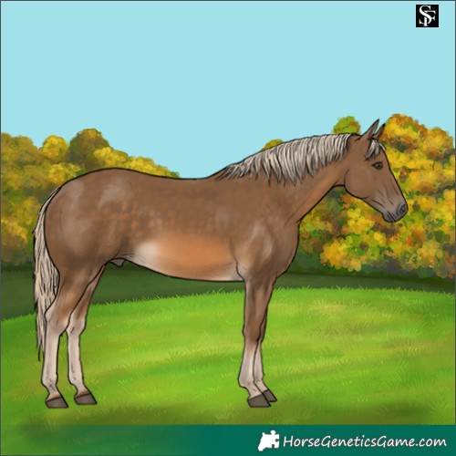 Horse Color:Chocolate Palomino 
