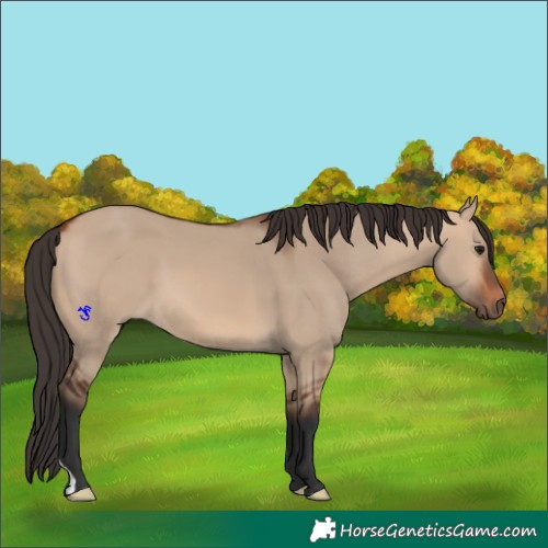 Horse Color:Bay Dun