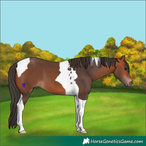 Horse Color:Bay Tobiano 
