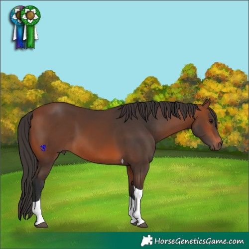 Horse Color:Bay Tobiano