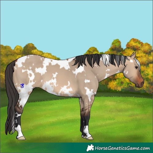Horse Color:White Spotted Bay Dun 