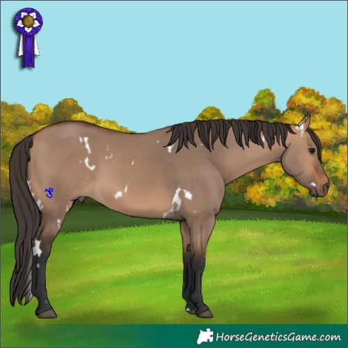 Horse Color:White Spotted Bay Dun 