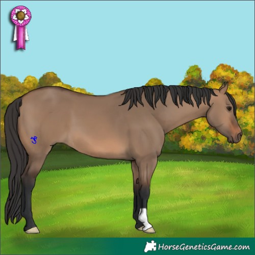 Horse Color:Brown Dun 