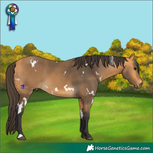 Horse Color:White Spotted Buckskin 