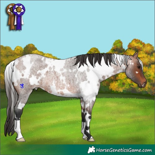 Horse Color:White Spotted Bay Roan