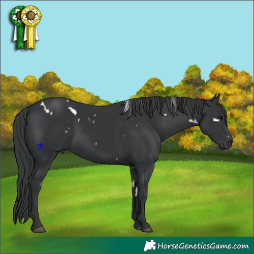Horse Color:White Spotted Black