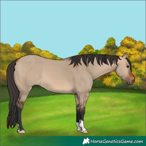 Horse Color:Bay Dun