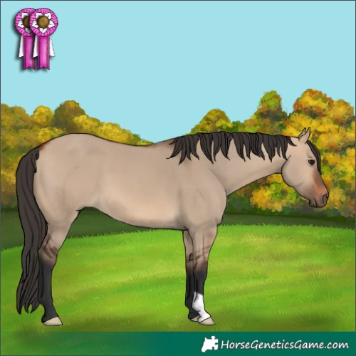 Horse Color:Bay Dun