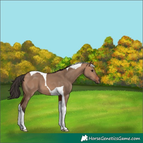 Horse Color:Bay Dun Tobiano