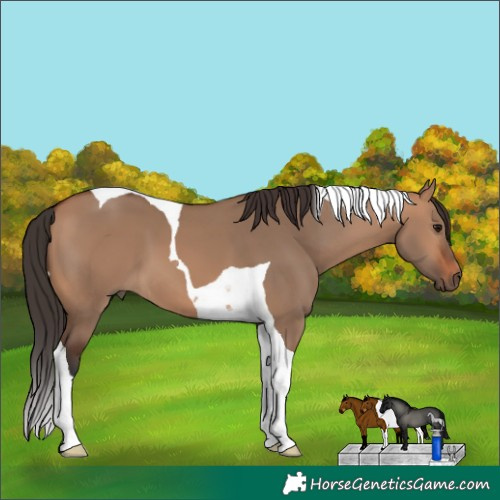 Horse Color:Bay Dun Tobiano 