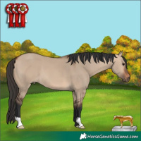 Horse Color:Bay Dun