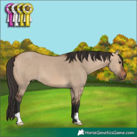 Horse Color:Bay Dun