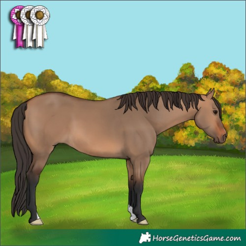 Horse Color:Bay Dun