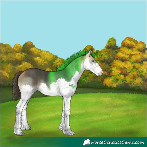 Horse Color:Buckskin Splash 
