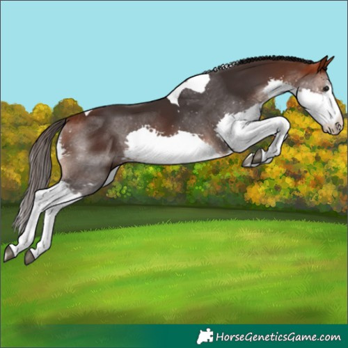 Horse Color:Bay Splash Tobiano 