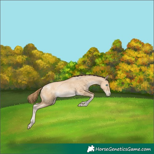 Horse Color:Buckskin Pearl 