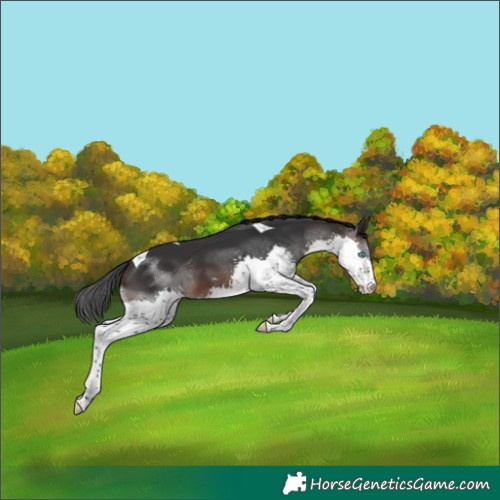 Horse Color:Brown Splash Tobiano 