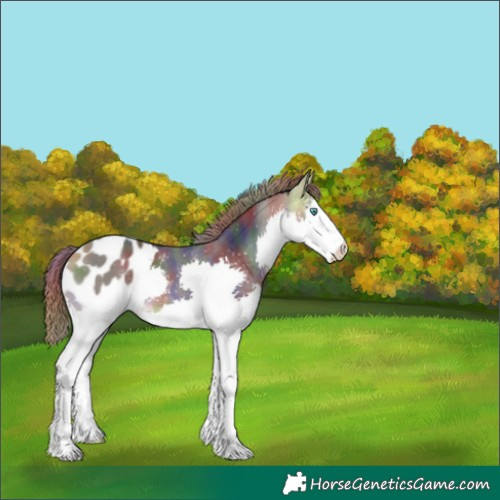 Horse Color:Nacre Buckskin Splash Appaloosa