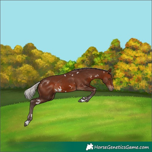 Horse Color:White Spotted Silver Brown