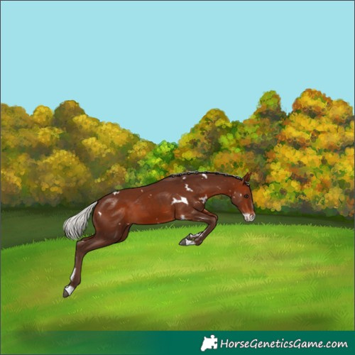 Horse Color:White Spotted Silver Bay Sabino