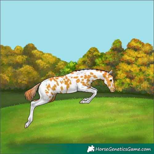 Horse Color:Watercolor Liver Chestnut Tobiano Appaloosa 