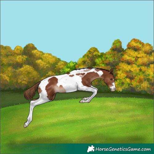 Horse Color:Chestnut Tobiano 