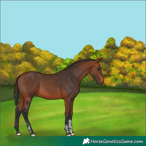 Horse Color:Bay Tobiano