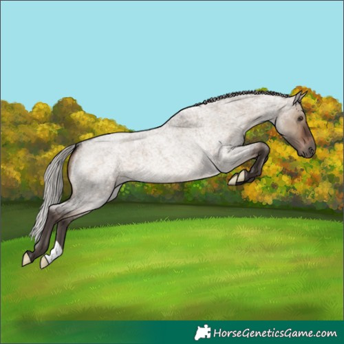 Horse Color:Silver Brown Roan Dun