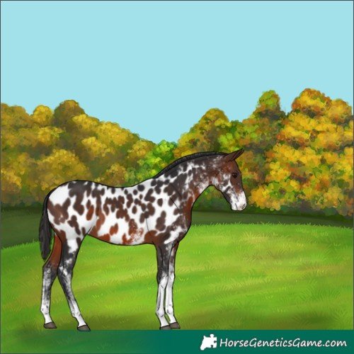 Horse Color:White Spotted Brown Appaloosa 