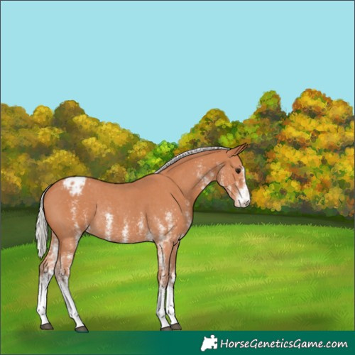 Horse Color:White Spotted Silver Bay Appaloosa Rabicano 