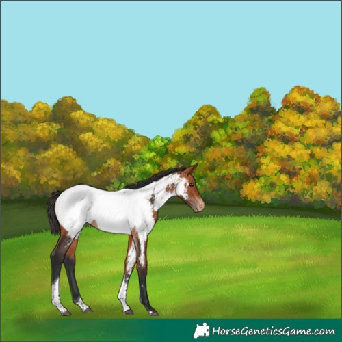 Horse Color:Bay Tobiano Appaloosa
