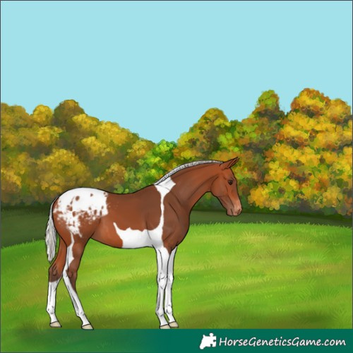 Horse Color:Silver Bay Tobiano Appaloosa 