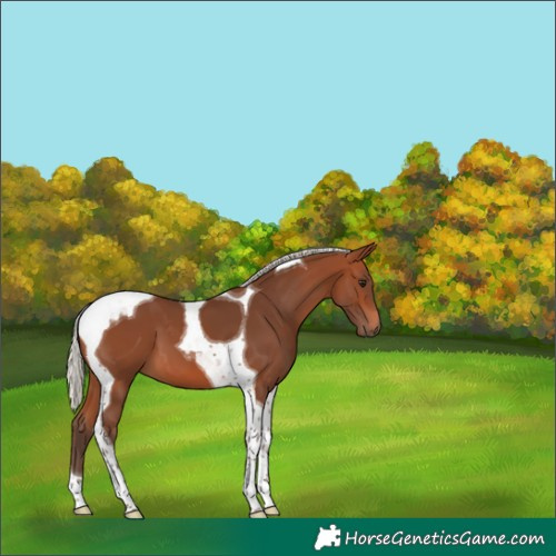 Horse Color:Silver Brown Tobiano