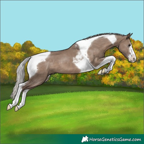 Horse Color:Silver Grullo Tobiano