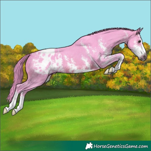 Horse Color:Gray Watercolor Brown Sabino Appaloosa 