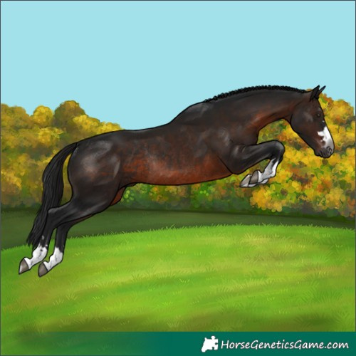 Horse Color:Gray Brown Rabicano 