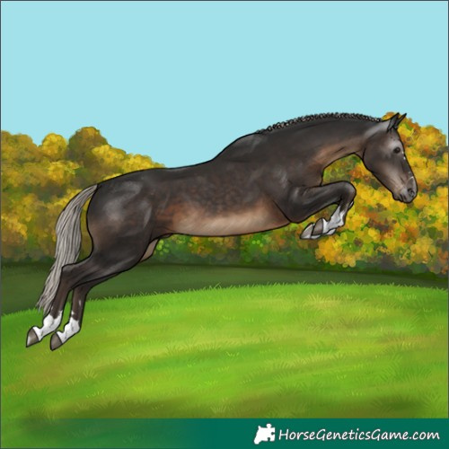 Horse Color:Gray Silver Black Appaloosa