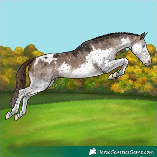 Horse Color:Brown Dun Splash Tobiano Appaloosa Brindle