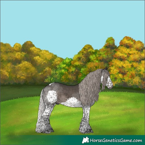 Horse Color:Gray Silver Black Splash Tobiano 