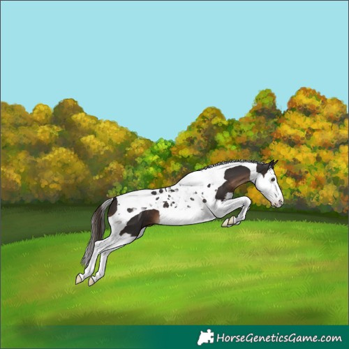 Horse Color:Liver Chestnut Splash Tobiano