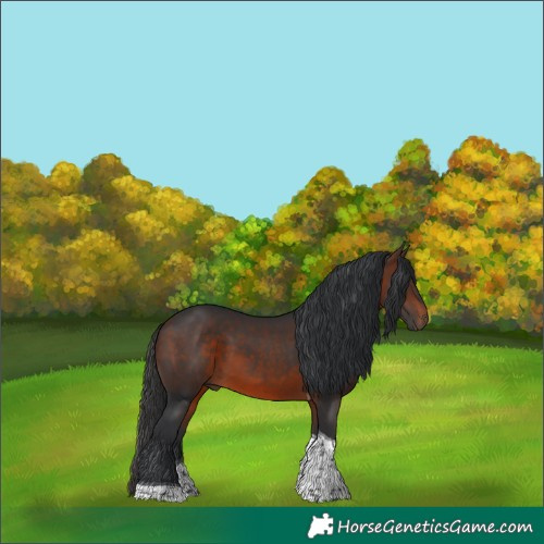 Horse Color:Brown Tobiano