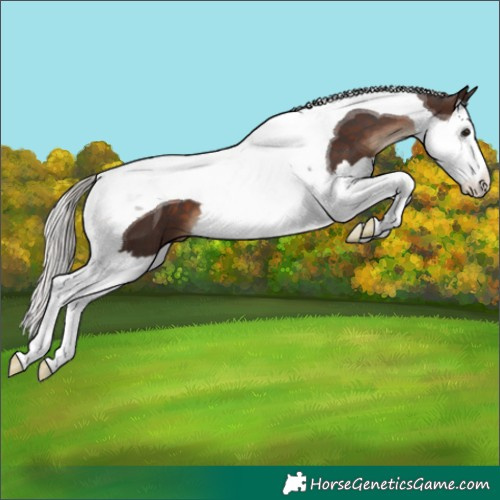 Horse Color:Silver Brown Splash Tobiano