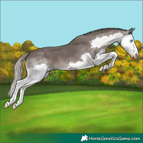 Horse Color:Silver Black Splash