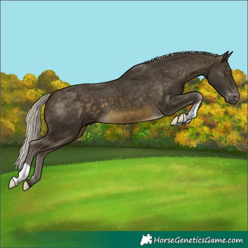 Horse Color:Silver Buckskin Appaloosa 